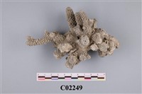 藏品(珊瑚化石)的圖片